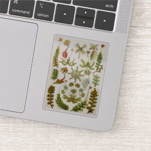 Sticker L'illustration de la verpète par Ernst Haeckel