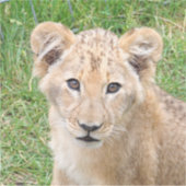 Sticker Lion (Devant)