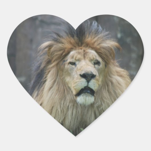 Sticker Lion (Devant)