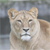 Sticker Lion 004 (Devant)