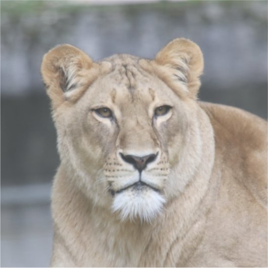 Sticker Lion 004 (Devant)