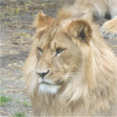 Sticker Lion 011 (Devant)