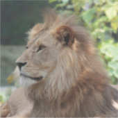 Sticker Lion 035 (Devant)