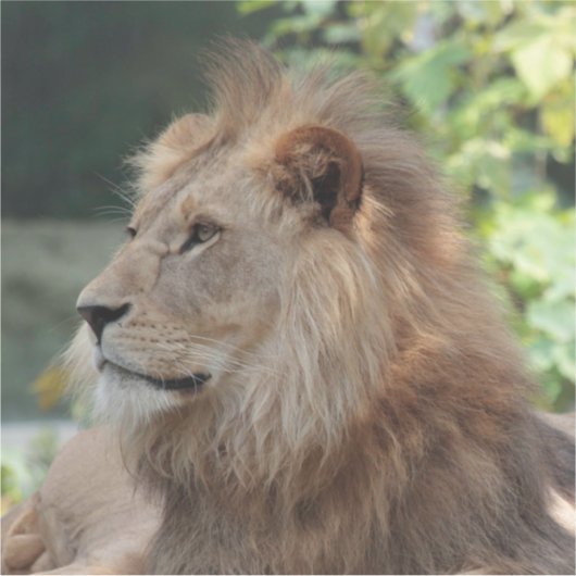 Sticker Lion 035 (Devant)