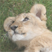 Sticker Lion 22 (Devant)