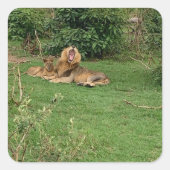 Sticker Lion Yawn (Devant)