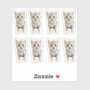 Sticker Little Miss Winter - Chat / Kitten