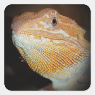 Sticker Lizard Dragon À Porte