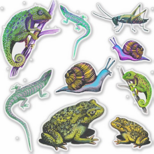 Sticker Lizards, grenouilles, caméléon, escargots (Devant)