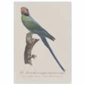 Sticker Long-Tailed Parakeet, Psittacula Longicauda (Devant)