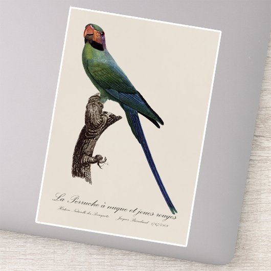 Sticker Long-Tailed Parakeet, Psittacula Longicauda