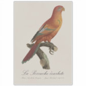 Sticker Lori de Bornéo, Trichoglossus borneus (Devant)
