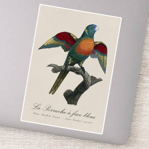 Sticker Loriquet à tête bleue, Trichoglossus haematodus