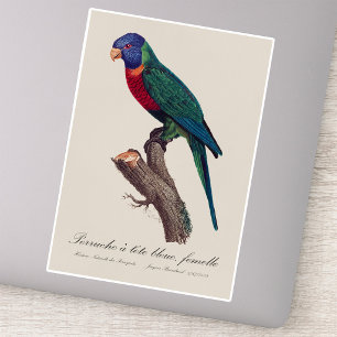 Sticker Loriquet arc-en-ciel femelle, Trichoglossus molucc