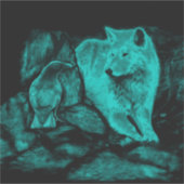 Sticker Loup et corbeau dans la nuit (Devant)