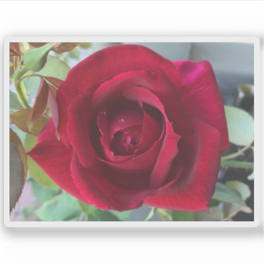 Sticker Macro Red Rose (Devant)
