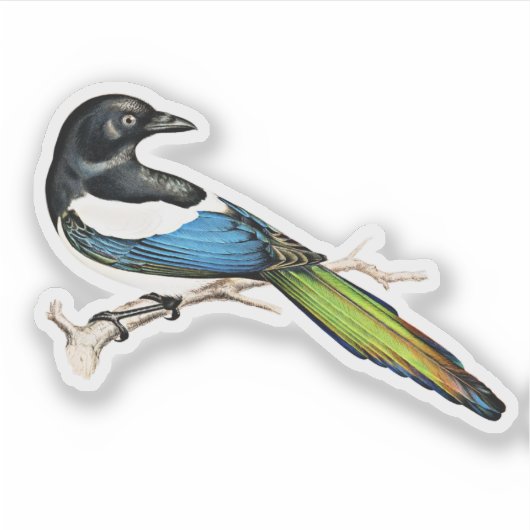 Sticker Magpie Bird (Devant)