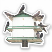 Sticker Maison de l'Hirondelle pourprée (Recto)