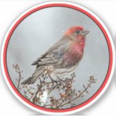 Sticker Maison Finch en Neige - Photo originale (Devant)