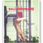 STICKER MALE HUMMINGBIRD (Devant)