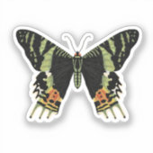Sticker Malgache Tsunset Moth (Recto)