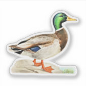 Sticker Mallard Duck (Devant)
