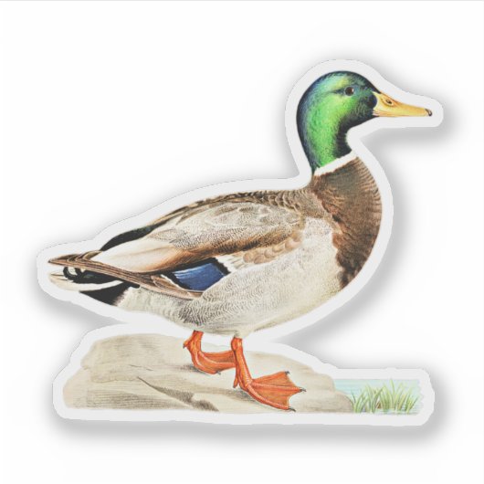 Sticker Mallard Duck (Devant)