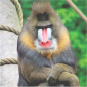 Sticker Mandrill 001 (Devant)
