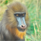 Sticker Mandrill 002 (Devant)