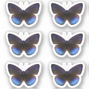 Sticker Mariage Bleu et Noir Papillon