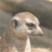 Sticker Meerkat 048 (Devant)
