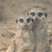 Sticker Meerkat 067 (Devant)