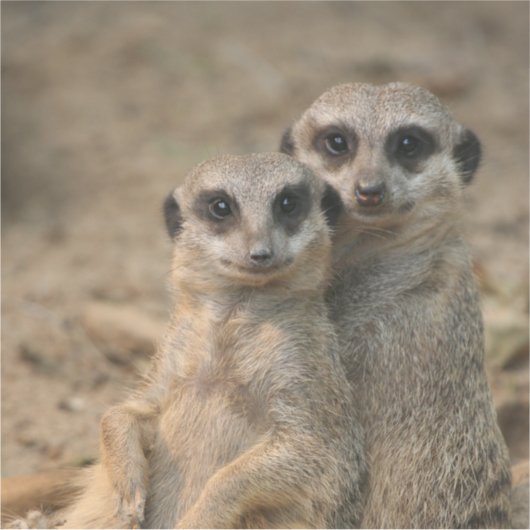 Sticker Meerkat 067 (Devant)