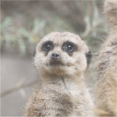 Sticker Meerkat 082 (Devant)