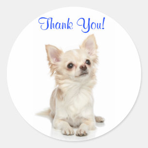 Sticker Merci Long Haired Chihuahua
