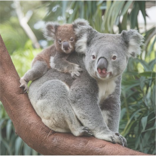 Sticker Mère et bébé Ours Koala (Devant)