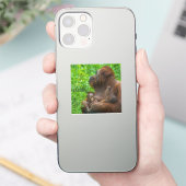 Sticker Mère et bébés d'Orangoutan (Téléphone)