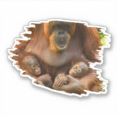 Sticker Mère Orangoutane tenant deux bébés (Devant)