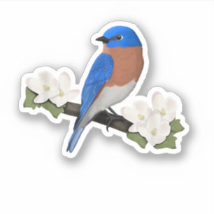 Sticker Merlebleu de l'Est Ornithophile Observateur d'oise