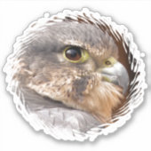 STICKER MERLIN FALCON OISEAU DE PREY (Devant)