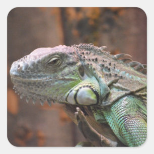 Sticker met kleurrijke Iguana hagedis
