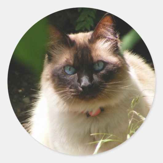 Sticker met mooie kat (Voorkant)