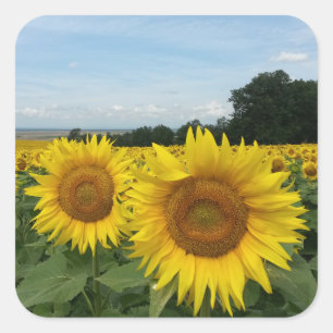 Sticker met zonnebloemveld