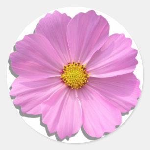 Sticker - middelgrote roze kosmos