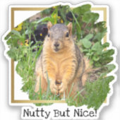 Sticker Mignonne noix d'écureuil, mais agréable (Recto)