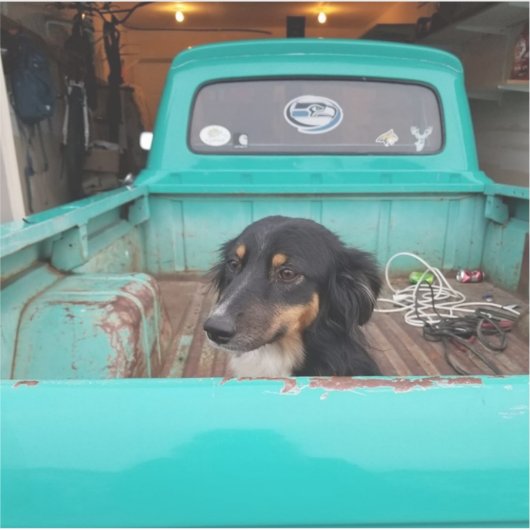 Sticker Mini Aussie (Devant)