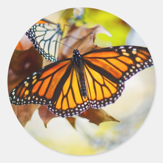 Sticker Monarch (Devant)