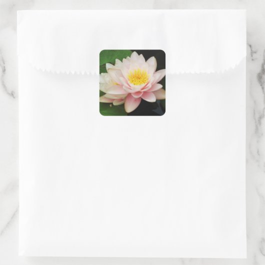 Sticker Nénuphar blanc/Lotus Flower (Sac)