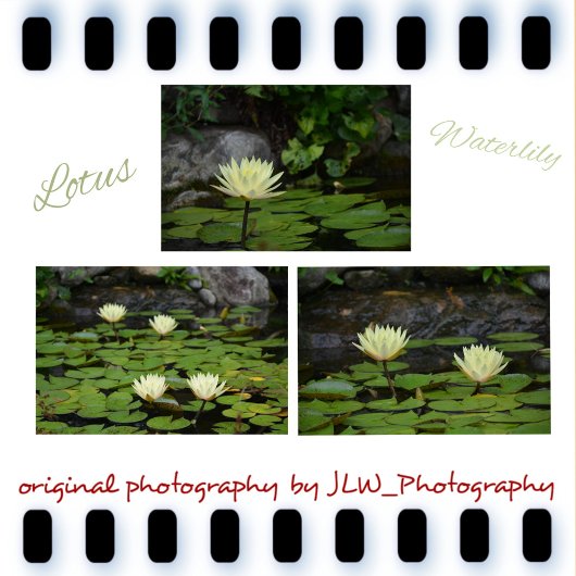 Sticker Nénuphar Lotus Namaste Pastel Jaune Vert