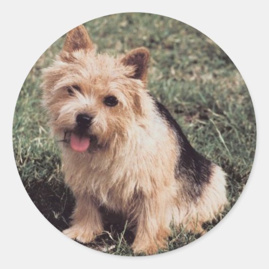 Sticker Norwich Terrier (Devant)